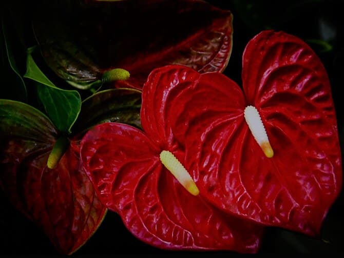 Фото сорта Андре