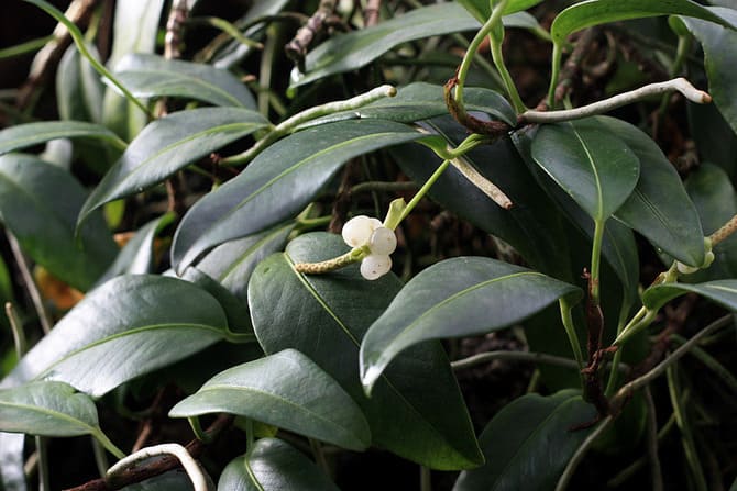 Фото сорта Лазающий