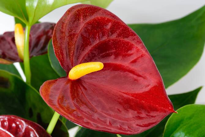 Фото сорта ротшильдианум