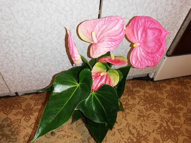 Фото сорта величественный