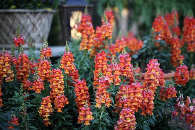 Фото сорта оранж вондер
