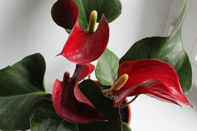 Фото сорта динамит ред