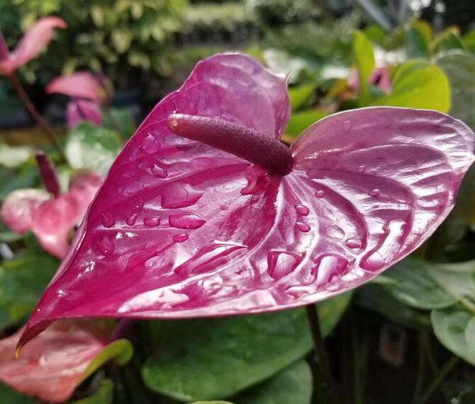 Фото сорта Юта