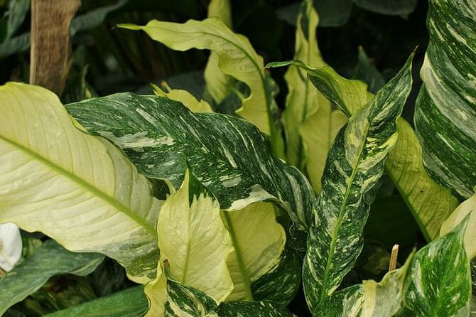 Spathiphyllum Gemini фото