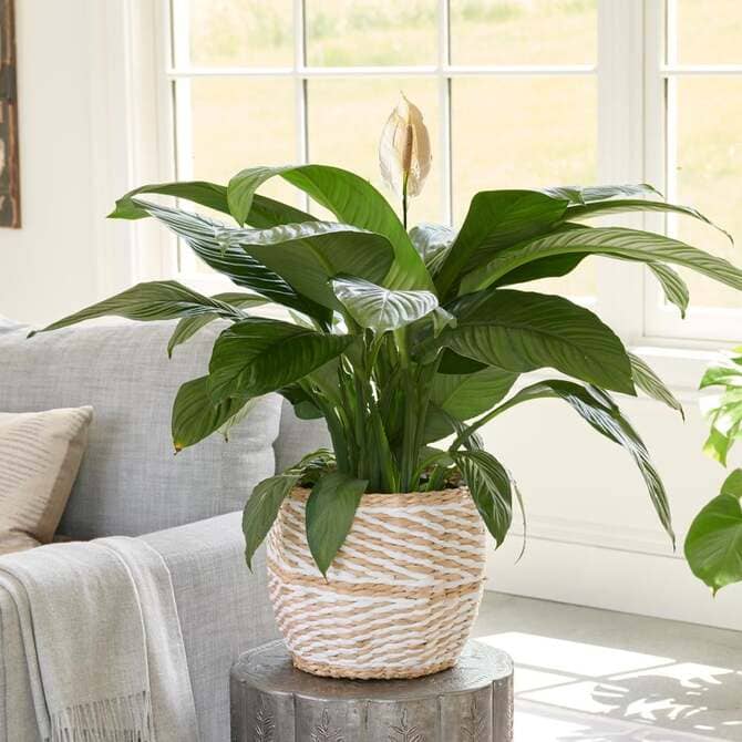 Spathiphyllum Sensation фото