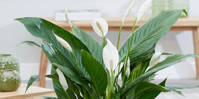spathiphyllum cupido фото