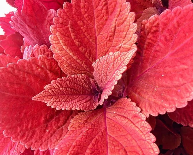 Coleus ‘Redhead’ фото