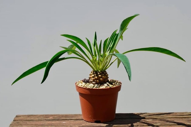 Фото сорта Буплерифолия