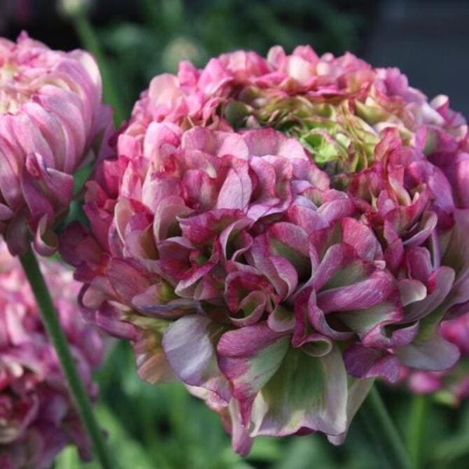 Фото сорта Cloni Pon-Pon Malva