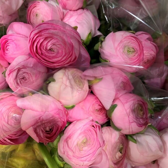 Фото Elegance Pink