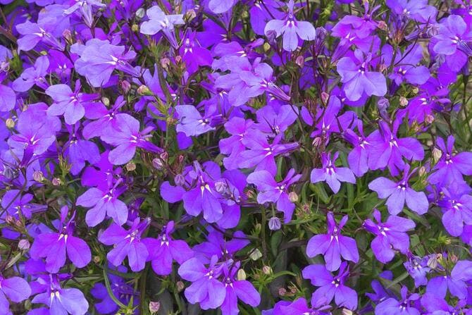 Фото сорта хрустальный дворец