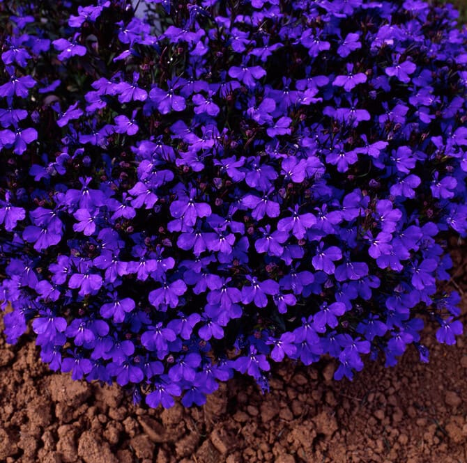 Фото сорта кристал пэлас