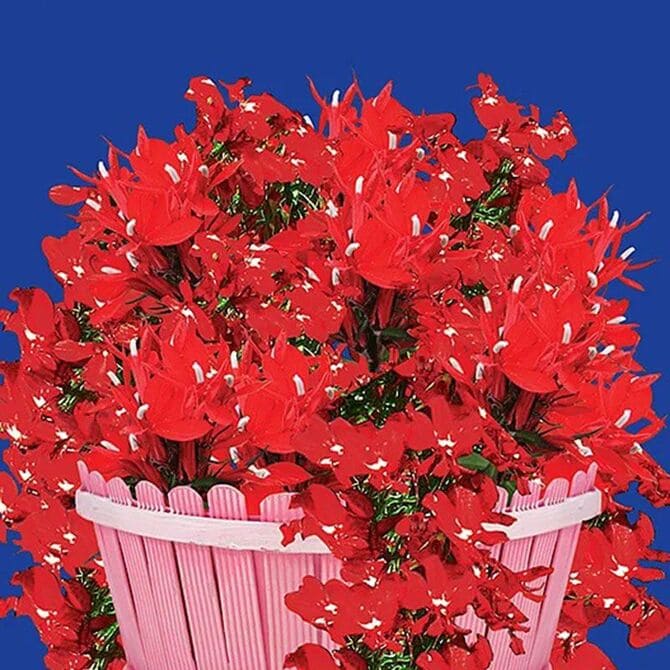 Фото сорта маркиза