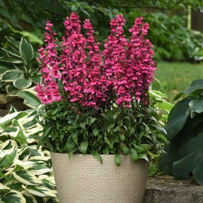 Фото сорта старшип бургунди