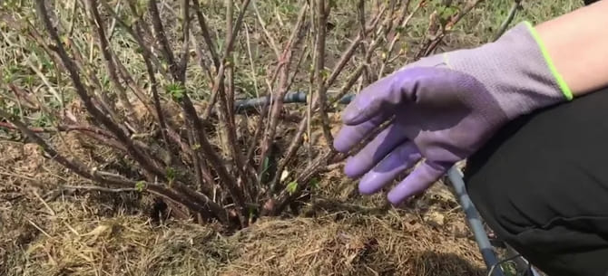 Фото куста крыжовника весной