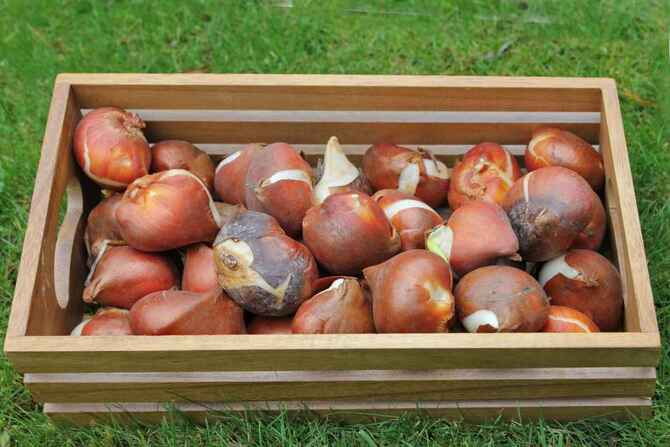 Fotografie tulipánových cibulí