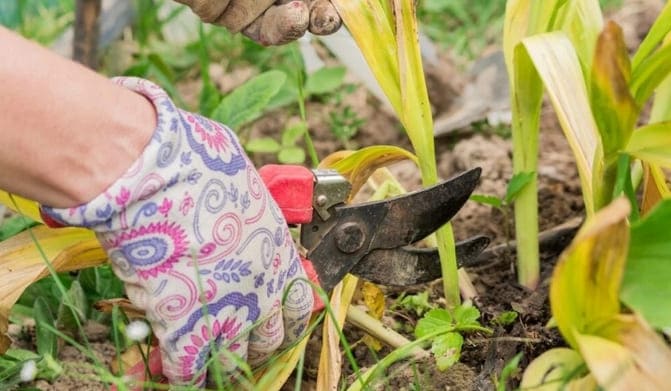 Fotografie prořezávání tulipánů