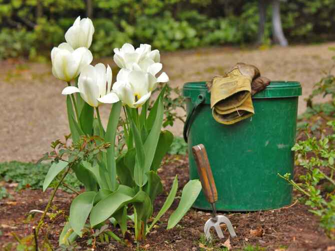 Fotografie krmení tulipánů