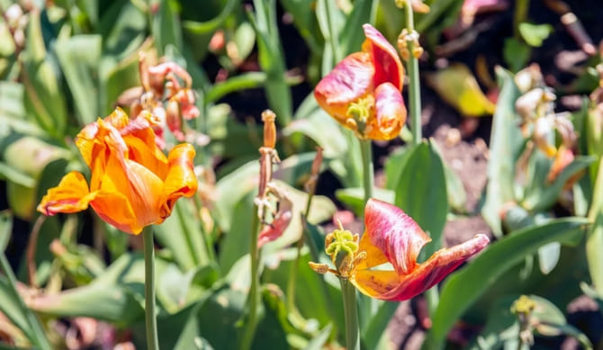Fotografie tulipánů po odkvětu