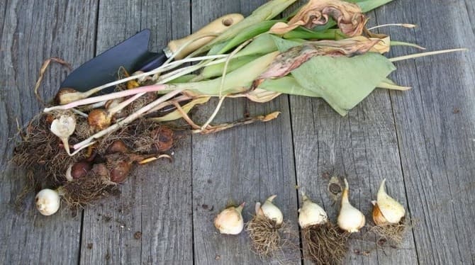 Fotografie vykopaných tulipánů