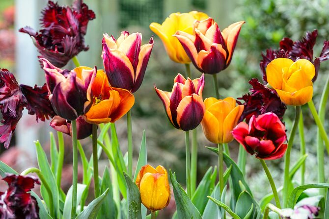 Fotografie sušení tulipánů