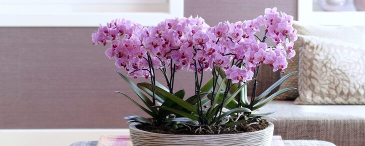Фото орхидей